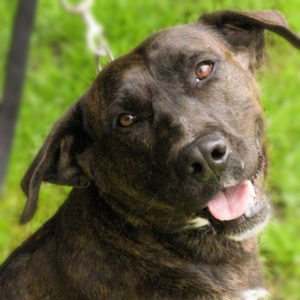 Adopt, dog adoption, rescue, dog, shelter, pets, animals, save-a-dog scheme