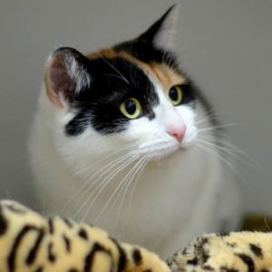 adopt, cat, cat adoption, rescue, shelter, save-a-dog scheme
