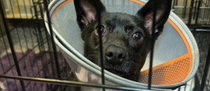 Save-a-dog Scheme