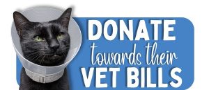 Special need vet bills